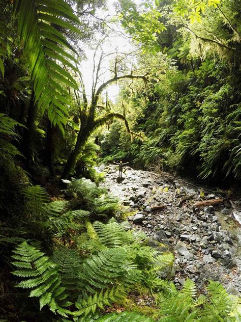 HIKING in NEW ZEALAND - The Ultimate Trekking Guide [2024]