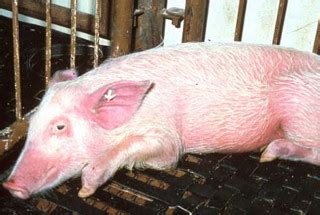 African swine fever | Pig diseases | Animal diseases | Biosecurity ...