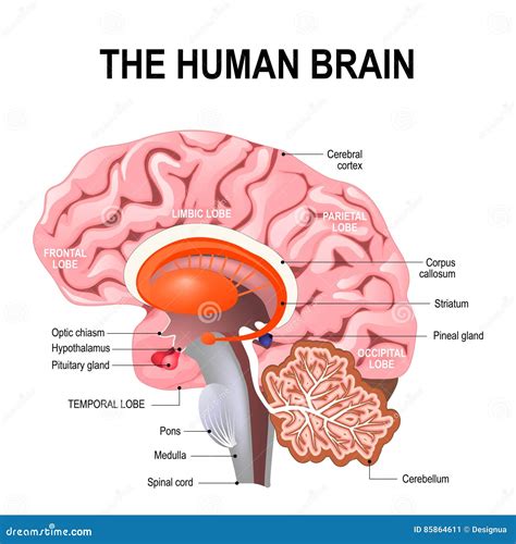 Cerebellum Sagittal Section Stock Images by Megapixl