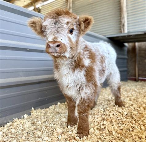 Mini Cows For Sale In Ohio - Miniature Cow Farm