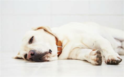 Dog diarrhea: causes, treatment - Pets-Wiki