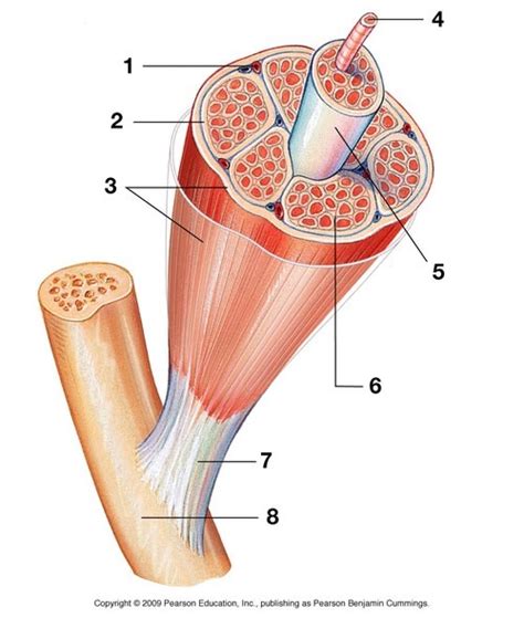 basic skeletal muscle cell Diagram | Quizlet