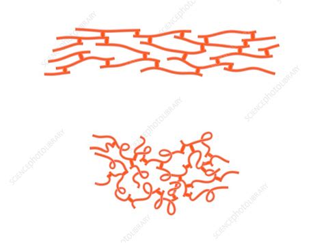 Structure of elastin, illustration - Stock Image - C023/8716 - Science ...