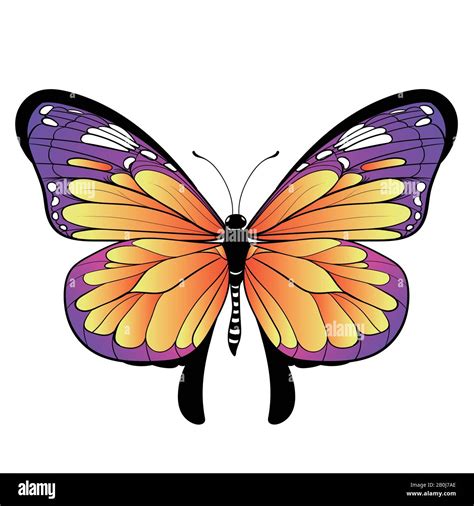 colourful butterfly on white background Vector illustration Stock ...