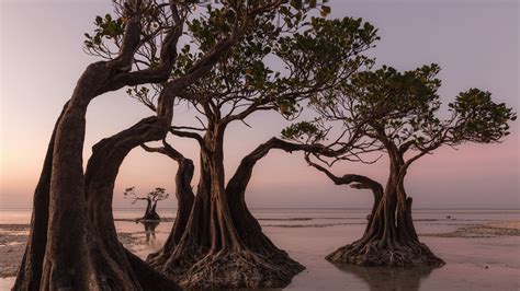 Mangrove trees at Walakiri Beach during sunset, Sumba Island, East Nusa Tenggara, Indonesia ...