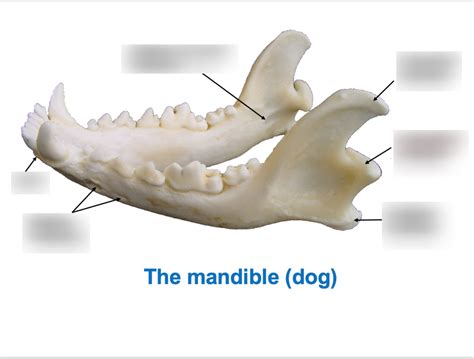 mandible dog Diagram | Quizlet