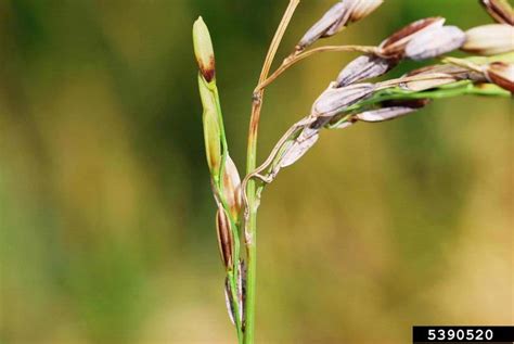 gray leaf spot (Magnaporthe grisea ) on rice (Oryza sativa ) - 5390520