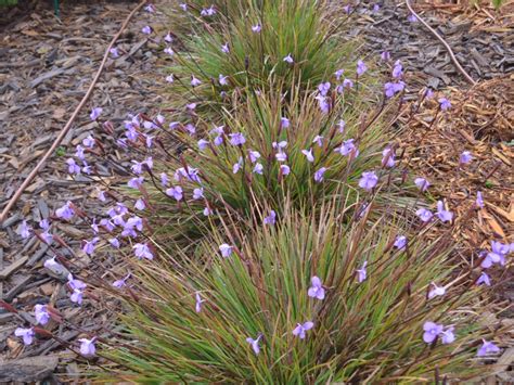 Patersonia occidentalis | Gardening With Angus