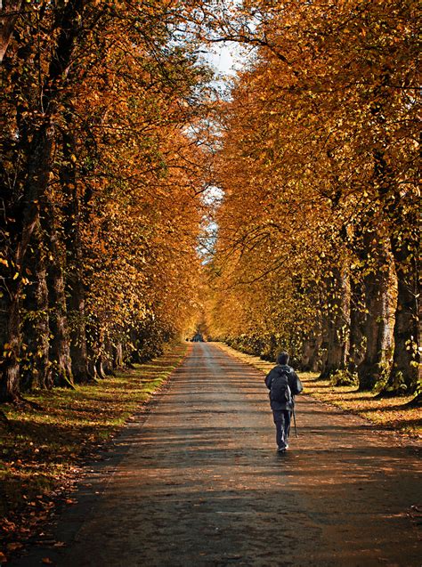 Autumn avenue by smudge - Pentax User