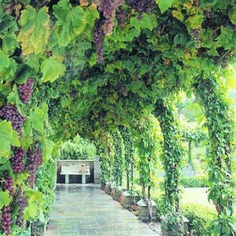 40 Inspiring Grape Vine Ideas To Beautify Your Garden | Grape trellis, Evergreen vines, Grape arbor