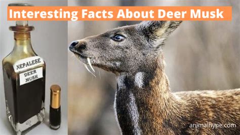 11 Interesting Facts About Deer Musk - Animal Hype