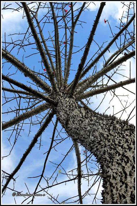 2146 bombax ceiba tree | Bombax ceiba, like other trees of t… | Flickr