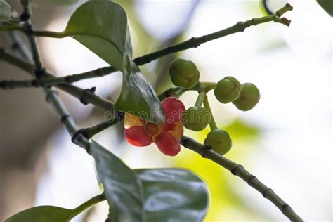 Flower of an Asam Gelugur Tree, Garcinia Atroviridis Stock Photo - Image of gardening, gelugo ...