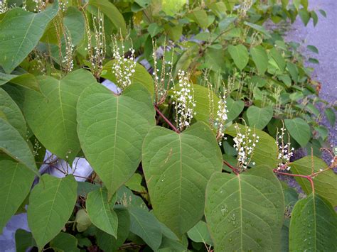 WISC - Washington Invasive Species Council