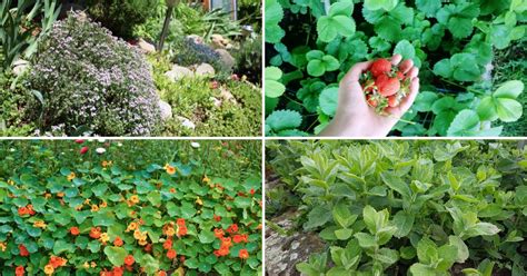 16 Best Edible Ground Covers for a Sustainable Foodscape