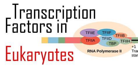 Transcription factors - Auto entuzijasta Hrvatska