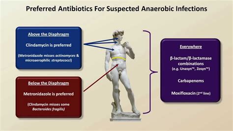 Antibiotics for Anaerobic Infections (Antibiotics - Lecture 6) - YouTube