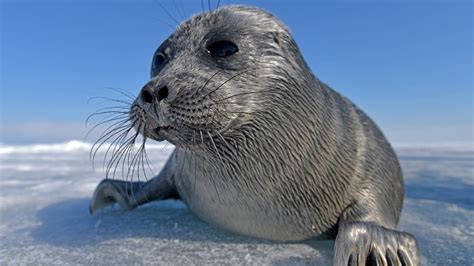 Baikal seals feed on tiny crustaceans like whales do | Science News