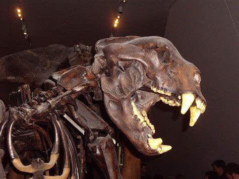 Toronto - ROM Short Faced Bear Fossil May 3rd, 2008 (63) | Flickr - Photo Sharing!