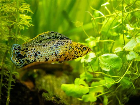 15 Best Dwarf Gourami Tank Mates - FishLab