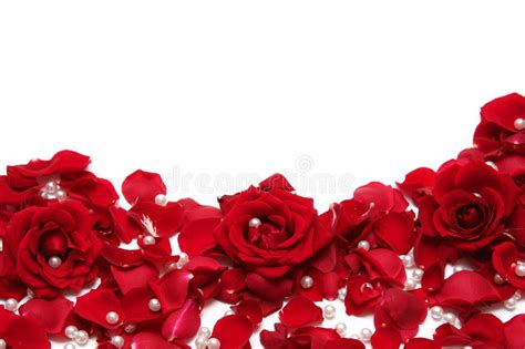 Beautiful Red Roses on a White Background