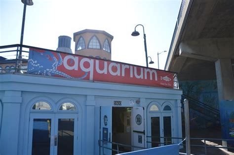 Santa Monica Pier Aquarium - 2020 All You Need to Know BEFORE You Go ...