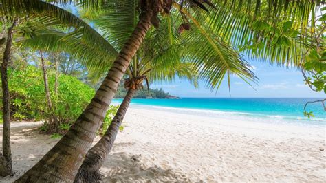 Swimming pool at a tropical resort - Virtual Backgrounds