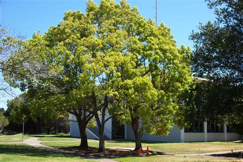 Cinnamomum camphora - Camphor Tree Camphor Oil, Back Gardens, Health Benefits, Sidewalk ...