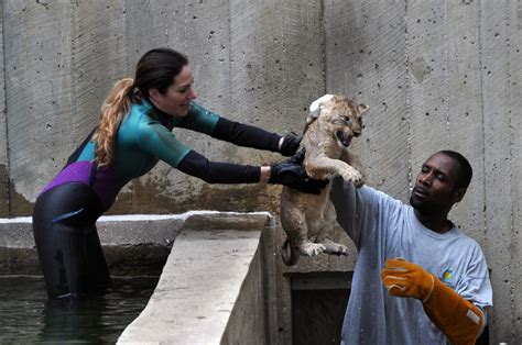 Lion Cubs Swim - WTOP News