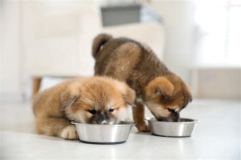 What is a Bland Diet for Dogs? - Raised Right - Human-Grade Pet Food