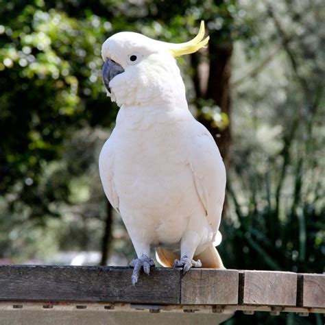 SULPHUR CRESTED COCKATOO in National Park, Australia Free Photo Download | FreeImages