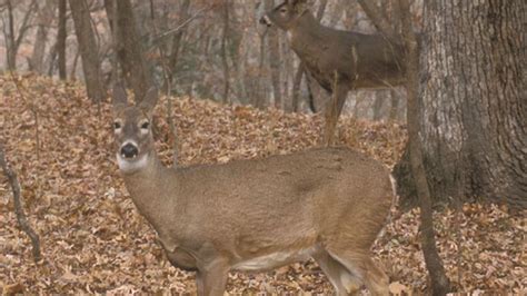 Iowa DNR: Hunting Incidents Underscore Importance of Safety