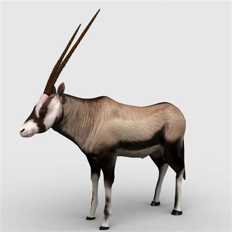 antelope gemsbok max