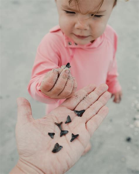 Finding Shark Teeth on the beach on Venice, FL! – Elders Away