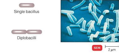 Different Size, Shape and Arrangement of Bacterial Cells