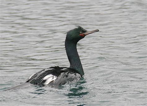 Pelagic Cormorant photo - Glen Tepke photos at pbase.com