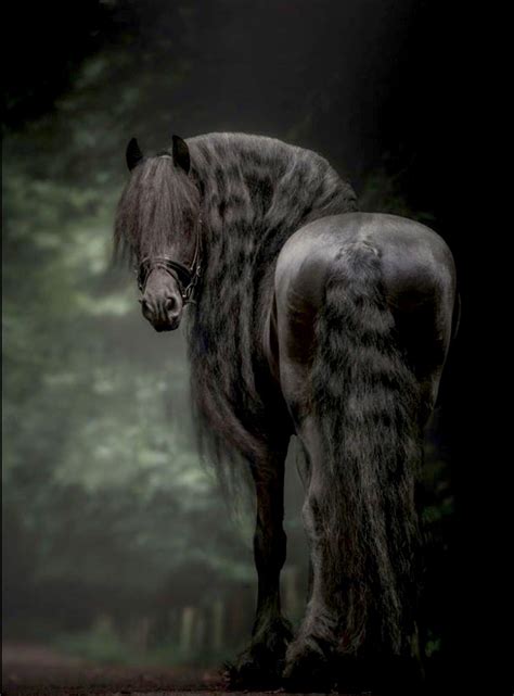 Friesian horse by a misty stream. #Friesian | Horses, Friesian horse, Most beautiful horses