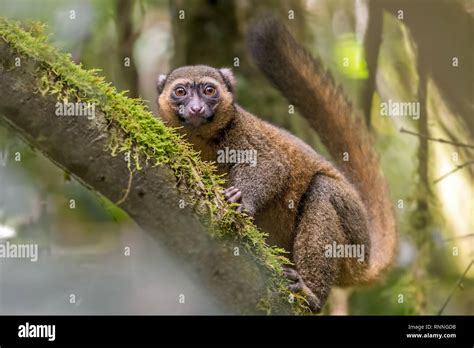 Golden Bamboo Lemur, Hapalemur aureus, Ranomafana National Park, Madagascar Stock Photo - Alamy