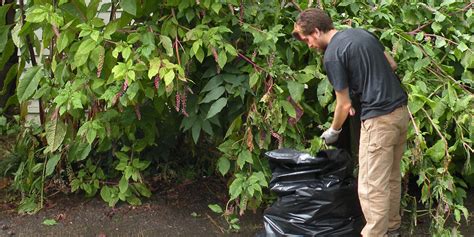 What you can do to help stop invasive plants | Portland.gov