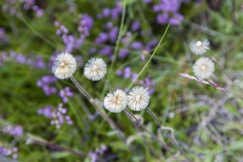 The Fantastic Flora of Iceland - A Photo Essay - Reflections Enroute