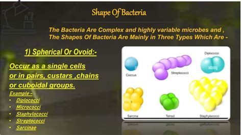 Shape of Bacteria Arrangements of bacterial cell wall & Flagella. | PPT