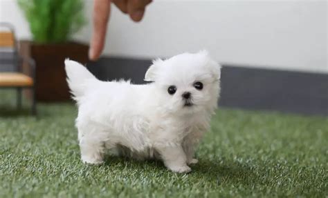 Teacup Dog Breeds - Complete Guide About Teacup Dogs