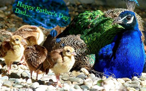 "Happy Fathers Day Dad.. - Peacock & Chicks - NZ" by AndreaEL | Redbubble