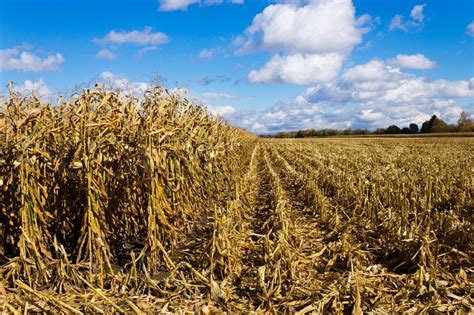 Corn field in the fall during harvest | Stock image | Colourbox