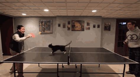 Here's a Cat Playing Ping Pong | The Mary Sue