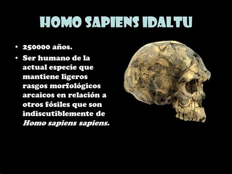 Diferencia Entre El Homo Sapiens Y El Homo Sapiens Sapiens - Esta Diferencia