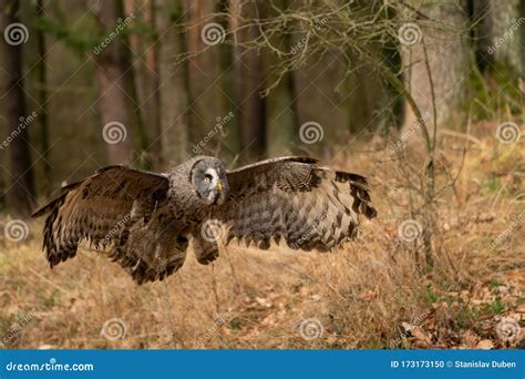 Great Grey Owl with Wide Wingspan Landing in the Forest. Stock Photo ...