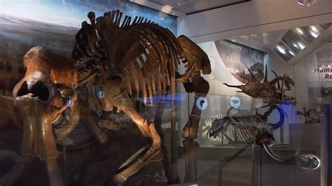 Smithsonian's newly renovated Dinosaur Hall exhibit opens Saturday | WJLA