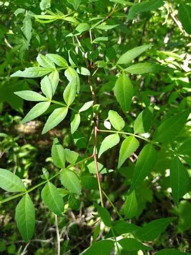 Mexican Frankincense (Bursera fagaroides) · iNaturalist