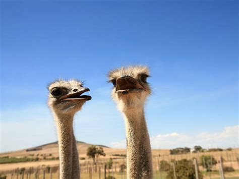 Ostrich Wings Stock Photos, Pictures & Royalty-Free Images - iStock